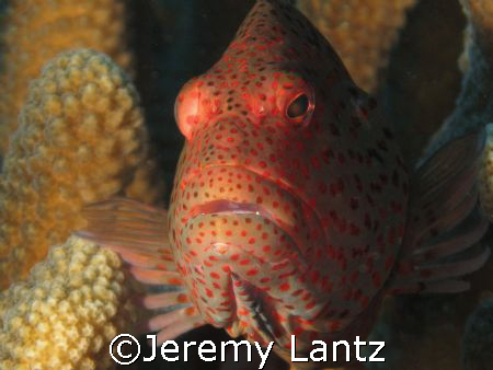 Blackside hawkfish, Paracirrhites forsteri (hilu pili-ko'... by Jeremy Lantz 