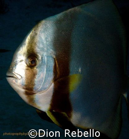 Taken while descending on a dive at the GBR, came up quit... by Dion Rebello 