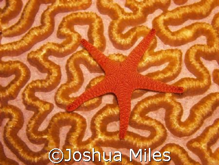 Starfish On Brain Coral GBR by Joshua Miles 