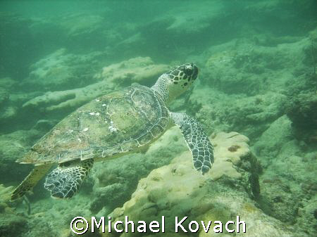 Hawksbill turtle encountered on inside reef at Lauderdale... by Michael Kovach 