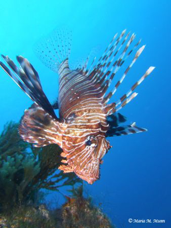 Lionfish are one of my favourite subjects to photograph a... by Maria Munn 