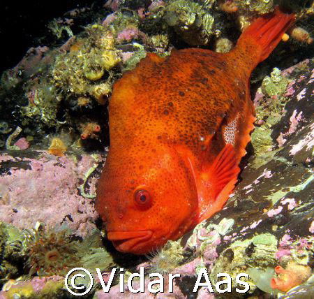 Lump fish. 
They are found in the cold waters of the Ar... by Vidar Aas 