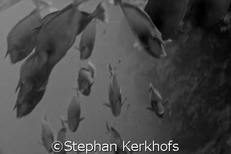 Invasion of the Blue spine unicornfishes (Naso unicornis)... by Stephan Kerkhofs 