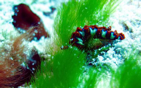Painted Elycia Nudibranch shot at Tormentos Reef in Cozum... by Robert Waffle 