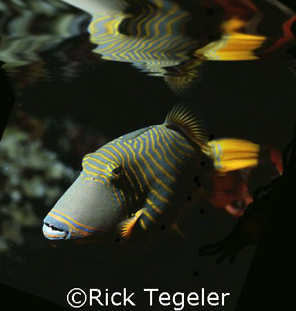 Striped trigger - Red Sea shallows by Rick Tegeler 