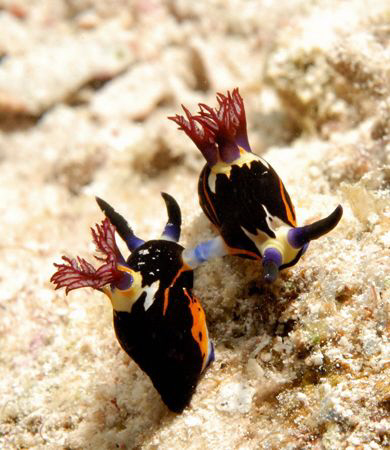 nembrotha mating marsa shagra by John Naylor 