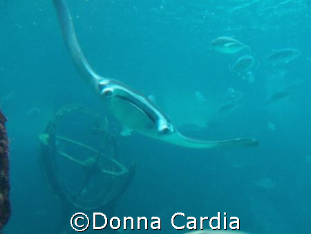 Manta in the Dig at Atlantis. by Donna Cardia 