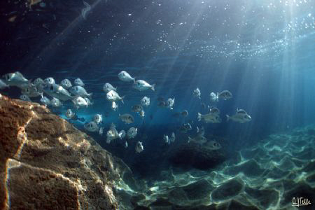 Agaete, in the north of Gran Canaria. Sea&Sea DX8000G wit... by Arthur Telle Thiemann 