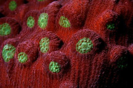 coral heads, samal island. canon 350D, inonz240 by Carlos Munda 