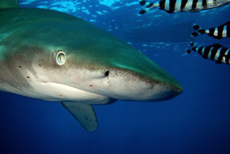 Oceanic. Bumped into the camera split second after the ph... by Dray Van Beeck 