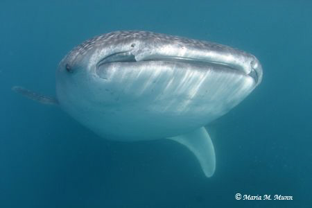 I was researching the whale sharks in the Sea of Cortez a... by Maria Munn 