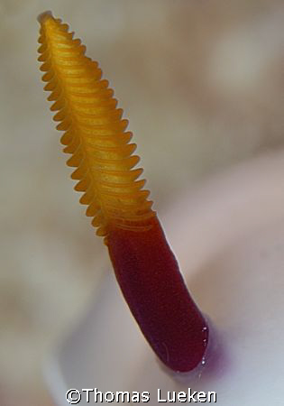 Nudi Antenna  by Thomas Lueken 