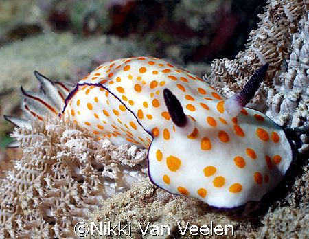 Beautiful risbecia taken at Quays, Ras Mohamed with Olymp... by Nikki Van Veelen 