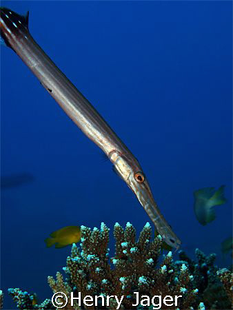 Trumpet Fish (Olympus E 330 Macro lens 50mm, f/8, 1/100) by Henry Jager 