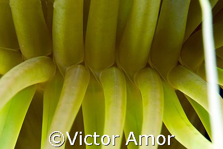 Ceriantario by Victor Amor 
