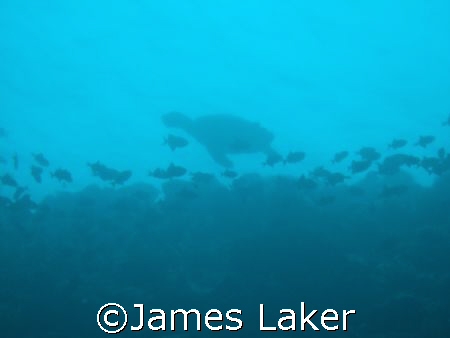 Turtle on drop-off by James Laker 