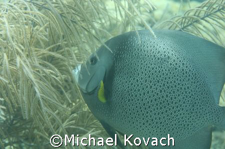 Angel fish on inside reef at Lauderdale by the Sea by Michael Kovach 