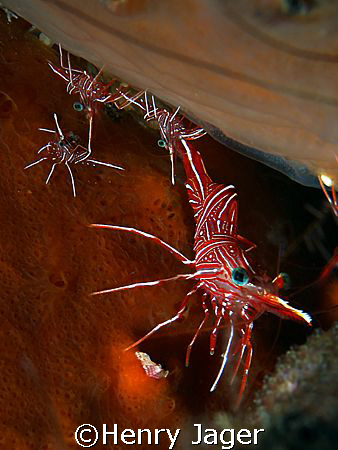 Durban hinge-beak Prawns (Olympus E 330; Macro lens 50mm) by Henry Jager 