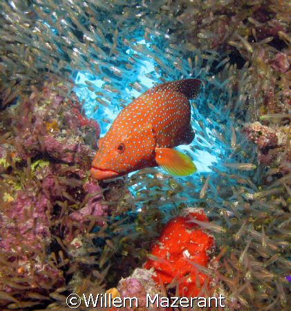 Jewel wrasse, Abu erg Ramada, Red Sea Egypt, Powershot G7... by Willem Mazerant 