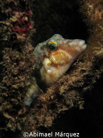 Sharpnose Puffer, night dive, El Escambron, Puerto Rico by Abimael Márquez 
