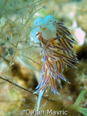 Cratena peregrina dancing on a tiny stem. by Dejan Mavric 