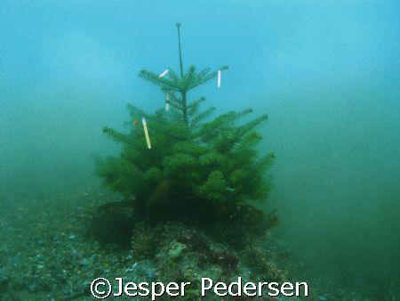 Merry X-Mas by Jesper Pedersen 