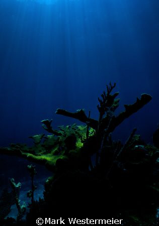 Reaching upward - Image taken in Cayman with a Nikonos V,... by Mark Westermeier 