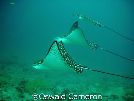 Spoted Eagle Rays , Bartolome Island , Galapagos, Ecuador... by Oswald Cameron 