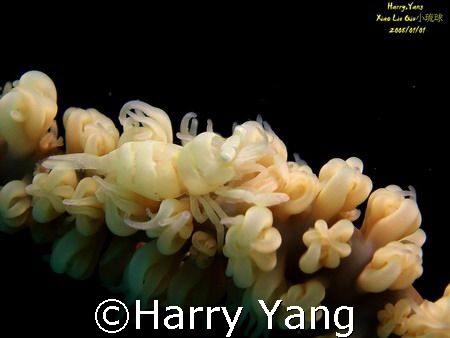 Whip shrimp.Xiao Liu Qiu; TAIWAN.
CASIO EX-Z1000.    8mm... by Harry Yang 