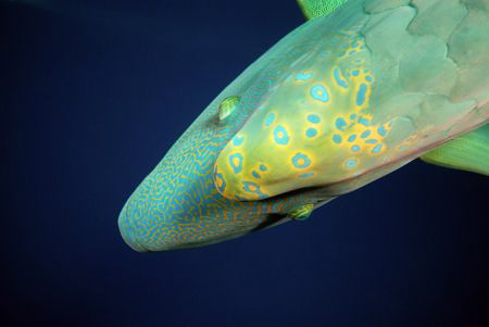 Napoleon wrasse. by Dray Van Beeck 