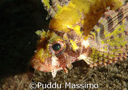 lembeh straith,nikon d2x 60 mm macro by Puddu Massimo 
