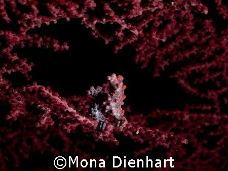 I was lucky enough to find this couple of pygmies with th... by Mona Dienhart 