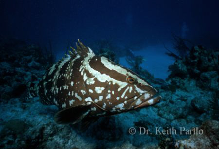 Nassau Grouper, San salvadore, Bahamas by Keith Partlo 