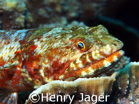 "You see my teeth ??? So don't move one inch closer!"    ... by Henry Jager 