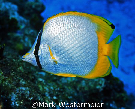 Butterfly - Image taken in Cayman with an Nikonos RS, 50m... by Mark Westermeier 