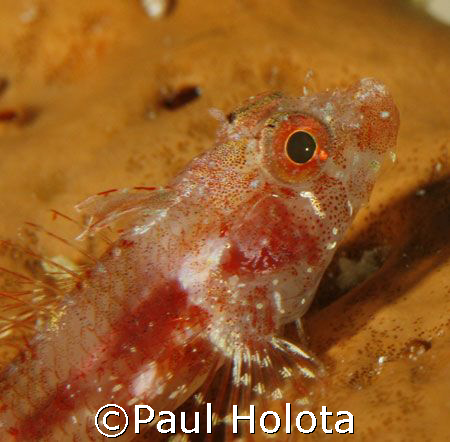 A curious critter. Bonaire. Canon XTi 100mm. by Paul Holota 