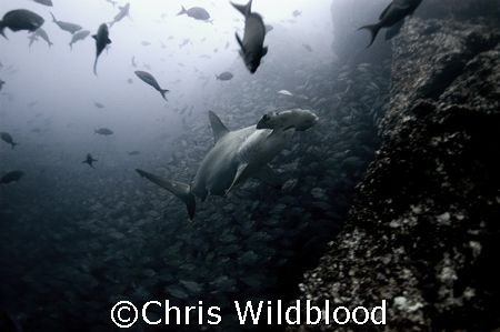 Scalloped hammerhead, Cocos, Christmas Eve 2007. by Chris Wildblood 