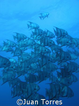 Atlantic Spadefish in Parguera, Puerto Rico. by Juan Torres 