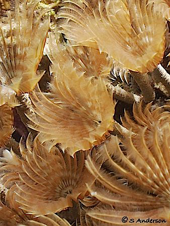 More worms!!!!!!! These Feather Dusters were attached to ... by Steven Anderson 