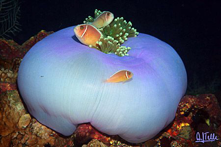 A cousin of Nemo with his parents arround their home. Pic... by Arthur Telle Thiemann 