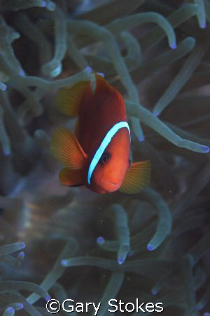 No !   My name ain't Nemo... by Gary Stokes 