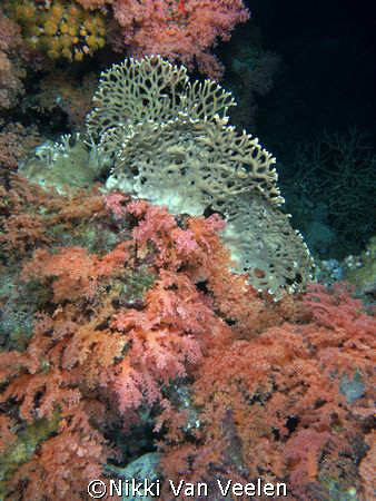Colorful reef at Ras Umm Sid. by Nikki Van Veelen 