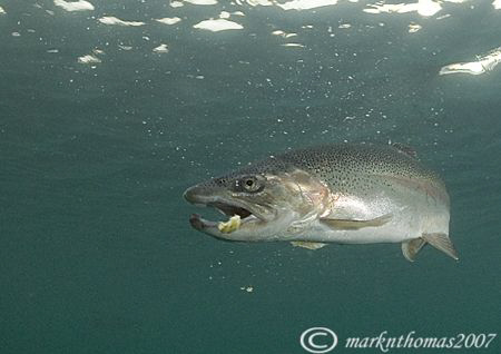 Trout feeding.
Capernwray.
10.5mm. by Mark Thomas 