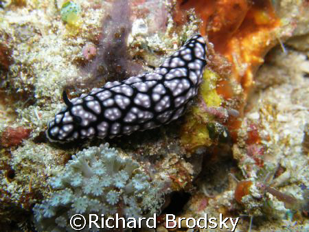Snail by Richard Brodsky 