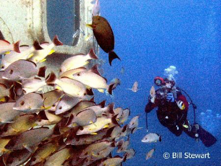 My buddy gets a shot of fish schooling outside Fisheye Pa... by Bill Stewart 