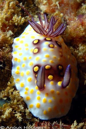 Chromodoris hintuanensis. Picture taken in Weligama, Sri ... by Anouk Houben 