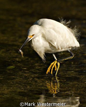 A Little Snack - Image taken in SW Florida with a Nikon D... by Mark Westermeier 