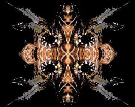 Lionfish. by Dray Van Beeck 