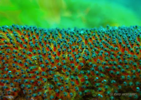 Finding NEMO? Find NEMO? Taken at 15ft, Balai, Anilao, Ba... by Larry Medenilla 