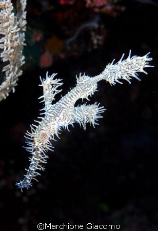White gost: Walea 2007 , Nikon D200, 60 macro, two strobo by Marchione Giacomo 